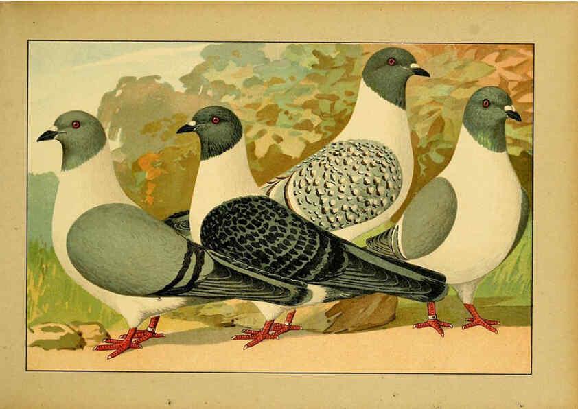 Reproducción/Reproduction 6004672641: Illustriertes Prachtwerk sämtlicher Taubenrassen Würzburg,Königl. Universitätsdruckerei H. Stürtz a.g.[1906?] 