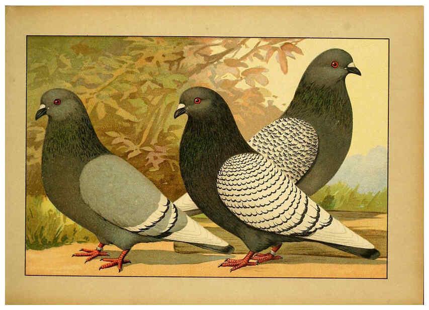 Reproducción/Reproduction 6005218824: Illustriertes Prachtwerk sämtlicher Taubenrassen Würzburg,Königl. Universitätsdruckerei H. Stürtz a.g.[1906?] 