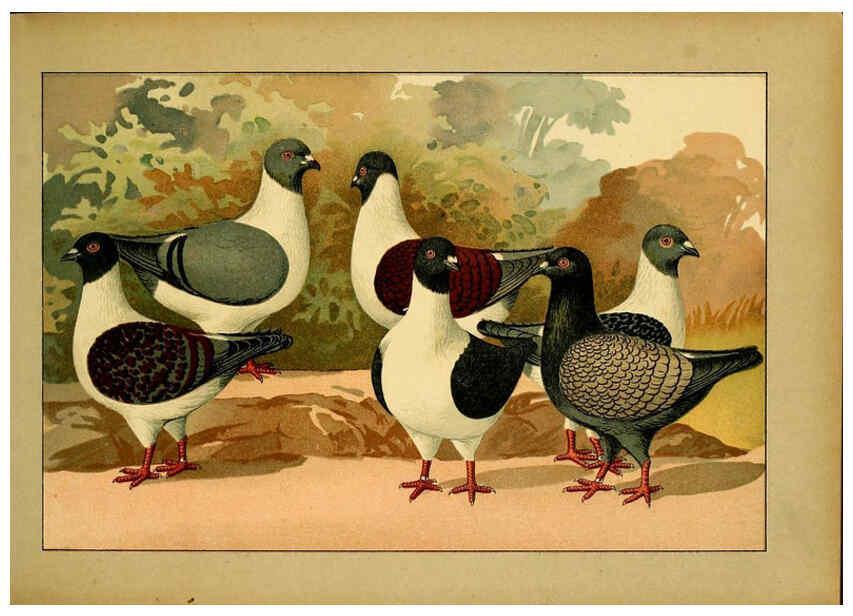 Reproducción/Reproduction 6005219014: Illustriertes Prachtwerk sämtlicher Taubenrassen Würzburg,Königl. Universitätsdruckerei H. Stürtz a.g.[1906?] 