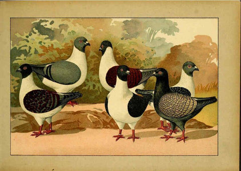 Reproducción/Reproduction 6005219014: Illustriertes Prachtwerk sämtlicher Taubenrassen Würzburg,Königl. Universitätsdruckerei H. Stürtz a.g.[1906?] 