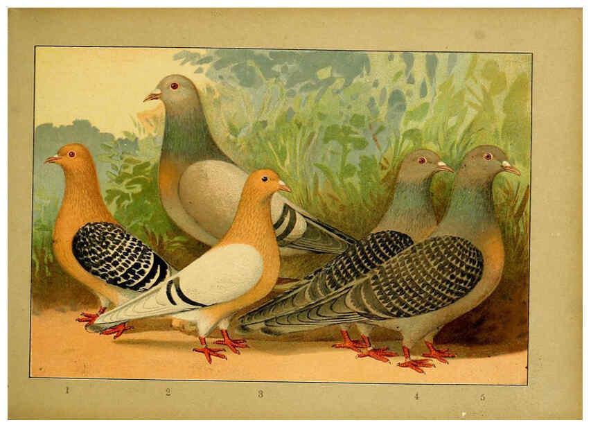 Reproducción/Reproduction 6005219188: Illustriertes Prachtwerk sämtlicher Taubenrassen Würzburg,Königl. Universitätsdruckerei H. Stürtz a.g.[1906?] 