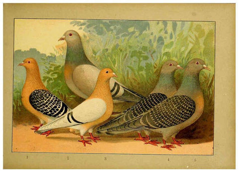 Reproducción/Reproduction 6005219188: Illustriertes Prachtwerk sämtlicher Taubenrassen Würzburg,Königl. Universitätsdruckerei H. Stürtz a.g.[1906?] 