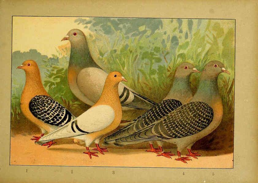 Reproducción/Reproduction 6005219188: Illustriertes Prachtwerk sämtlicher Taubenrassen Würzburg,Königl. Universitätsdruckerei H. Stürtz a.g.[1906?] 