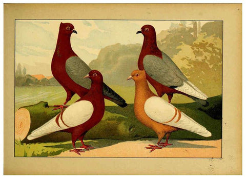 Reproducción/Reproduction 6005219312: Illustriertes Prachtwerk sämtlicher Taubenrassen Würzburg,Königl. Universitätsdruckerei H. Stürtz a.g.[1906?] 