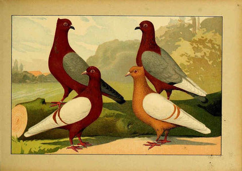 Reproducción/Reproduction 6005219312: Illustriertes Prachtwerk sämtlicher Taubenrassen Würzburg,Königl. Universitätsdruckerei H. Stürtz a.g.[1906?] 