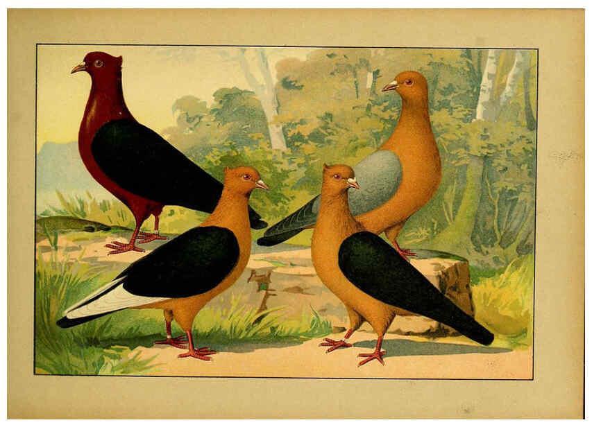 Reproducción/Reproduction 6005219418: Illustriertes Prachtwerk sämtlicher Taubenrassen Würzburg,Königl. Universitätsdruckerei H. Stürtz a.g.[1906?] 