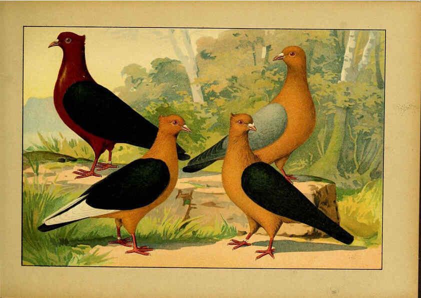 Reproducción/Reproduction 6005219418: Illustriertes Prachtwerk sämtlicher Taubenrassen Würzburg,Königl. Universitätsdruckerei H. Stürtz a.g.[1906?] 