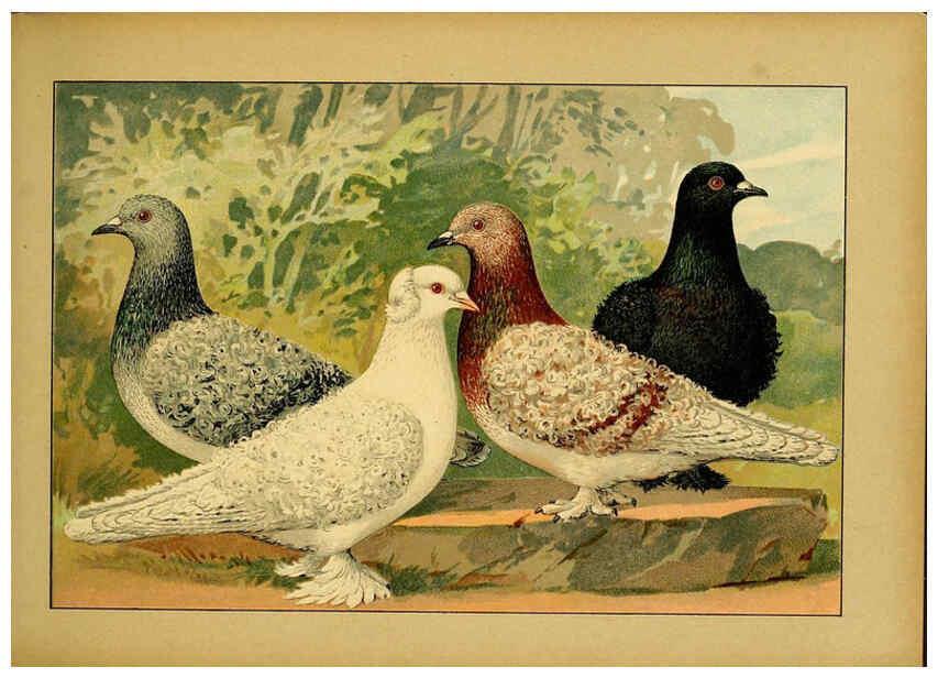 Reproducción/Reproduction 6005219560: Illustriertes Prachtwerk sämtlicher Taubenrassen Würzburg,Königl. Universitätsdruckerei H. Stürtz a.g.[1906?] 