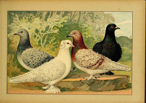 Reproducción/Reproduction 6005219560: Illustriertes Prachtwerk sämtlicher Taubenrassen Würzburg,Königl. Universitätsdruckerei H. Stürtz a.g.[1906?] 