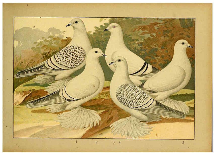 Reproducción/Reproduction 6005219752: Illustriertes Prachtwerk sämtlicher Taubenrassen Würzburg,Königl. Universitätsdruckerei H. Stürtz a.g.[1906?] 