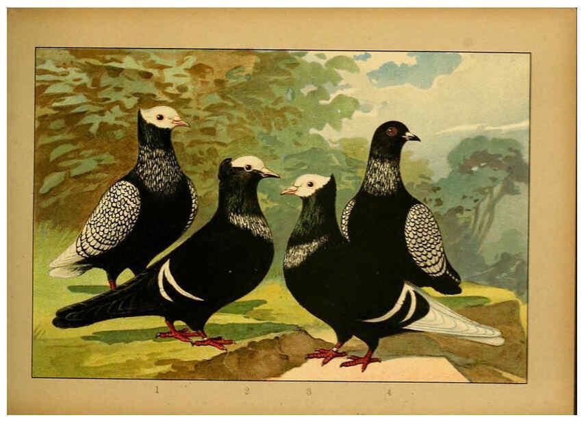 Reproducción/Reproduction 6004674247: Illustriertes Prachtwerk sämtlicher Taubenrassen Würzburg,Königl. Universitätsdruckerei H. Stürtz a.g.[1906?] 