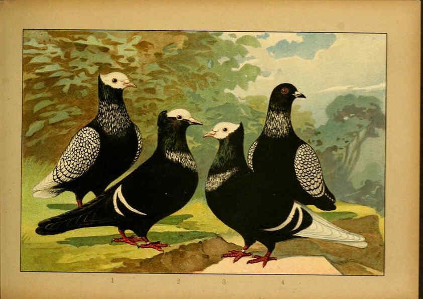 Reproducción/Reproduction 6004674247: Illustriertes Prachtwerk sämtlicher Taubenrassen Würzburg,Königl. Universitätsdruckerei H. Stürtz a.g.[1906?] 