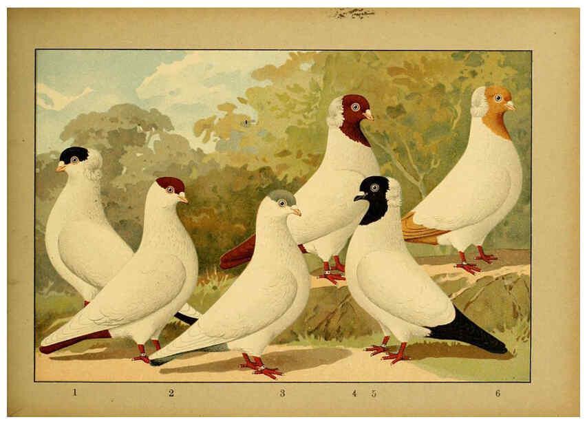 Reproducción/Reproduction 6004683605: Illustriertes Prachtwerk sämtlicher Taubenrassen Würzburg,Königl. Universitätsdruckerei H. Stürtz a.g.[1906?] 