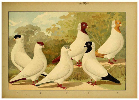 Reproducción/Reproduction 6004683605: Illustriertes Prachtwerk sämtlicher Taubenrassen Würzburg,Königl. Universitätsdruckerei H. Stürtz a.g.[1906?] 