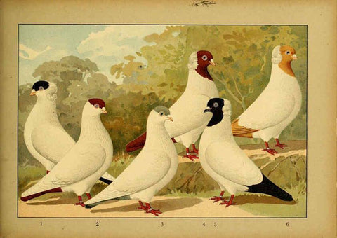 Reproducción/Reproduction 6004683605: Illustriertes Prachtwerk sämtlicher Taubenrassen Würzburg,Königl. Universitätsdruckerei H. Stürtz a.g.[1906?] 