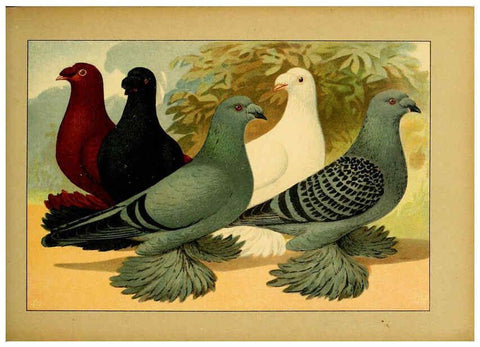 Reproducción/Reproduction 6004677349: Illustriertes Prachtwerk sämtlicher Taubenrassen Würzburg,Königl. Universitätsdruckerei H. Stürtz a.g.[1906?] 