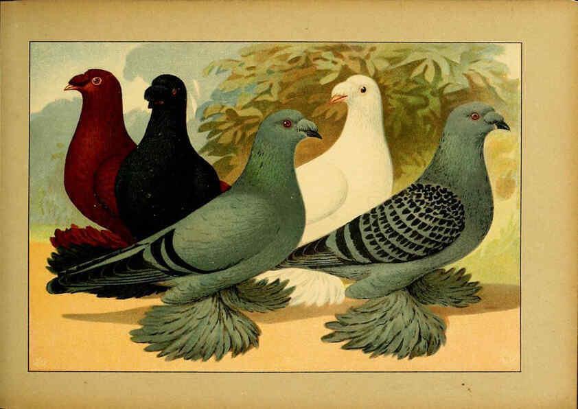 Reproducción/Reproduction 6004677349: Illustriertes Prachtwerk sämtlicher Taubenrassen Würzburg,Königl. Universitätsdruckerei H. Stürtz a.g.[1906?] 