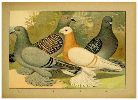 Reproducción/Reproduction 6005223610: Illustriertes Prachtwerk sämtlicher Taubenrassen Würzburg,Königl. Universitätsdruckerei H. Stürtz a.g.[1906?] 