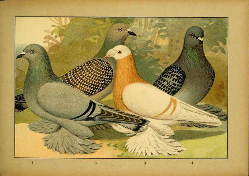 Reproducción/Reproduction 6005223610: Illustriertes Prachtwerk sämtlicher Taubenrassen Würzburg,Königl. Universitätsdruckerei H. Stürtz a.g.[1906?] 