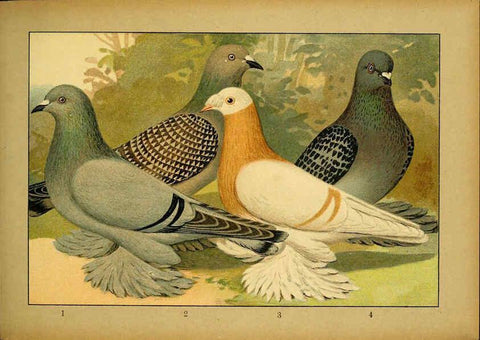 Reproducción/Reproduction 6005223610: Illustriertes Prachtwerk sämtlicher Taubenrassen Würzburg,Königl. Universitätsdruckerei H. Stürtz a.g.[1906?] 
