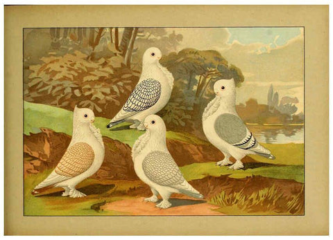 Reproducción/Reproduction 6004680929: Illustriertes Prachtwerk sämtlicher Taubenrassen Würzburg,Königl. Universitätsdruckerei H. Stürtz a.g.[1906?] 