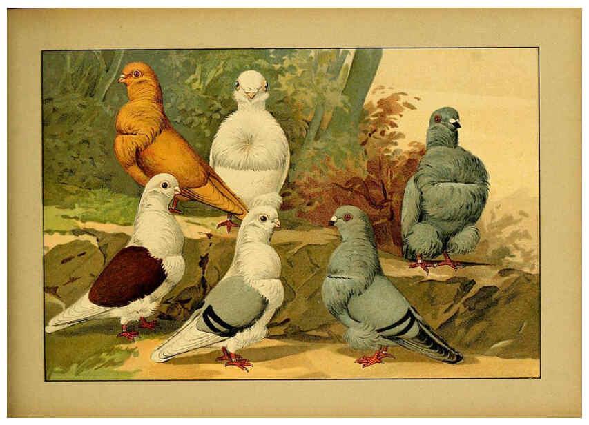 Reproducción/Reproduction 6004681065: Illustriertes Prachtwerk sämtlicher Taubenrassen Würzburg,Königl. Universitätsdruckerei H. Stürtz a.g.[1906?] 