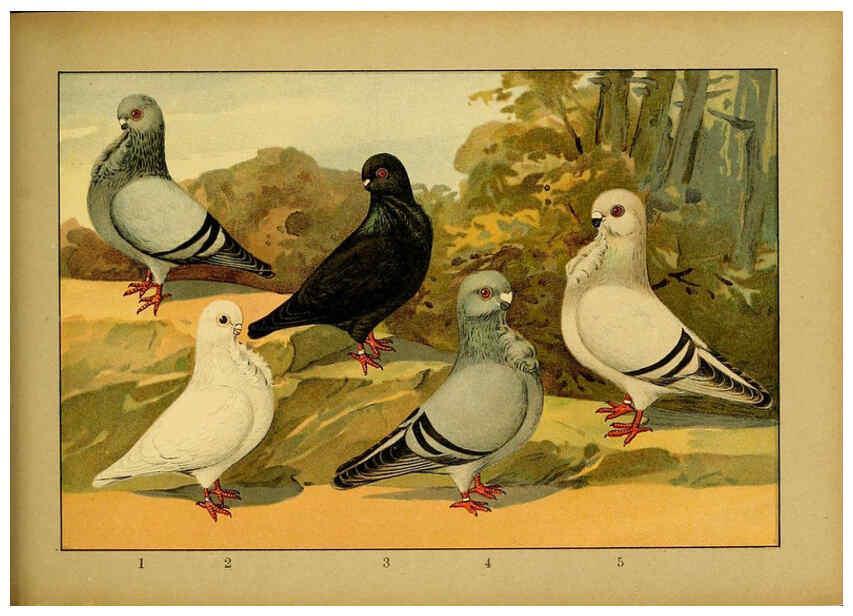 Reproducción/Reproduction 6004681251: Illustriertes Prachtwerk sämtlicher Taubenrassen Würzburg,Königl. Universitätsdruckerei H. Stürtz a.g.[1906?] 