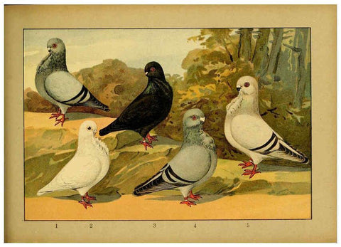 Reproducción/Reproduction 6004681251: Illustriertes Prachtwerk sämtlicher Taubenrassen Würzburg,Königl. Universitätsdruckerei H. Stürtz a.g.[1906?] 