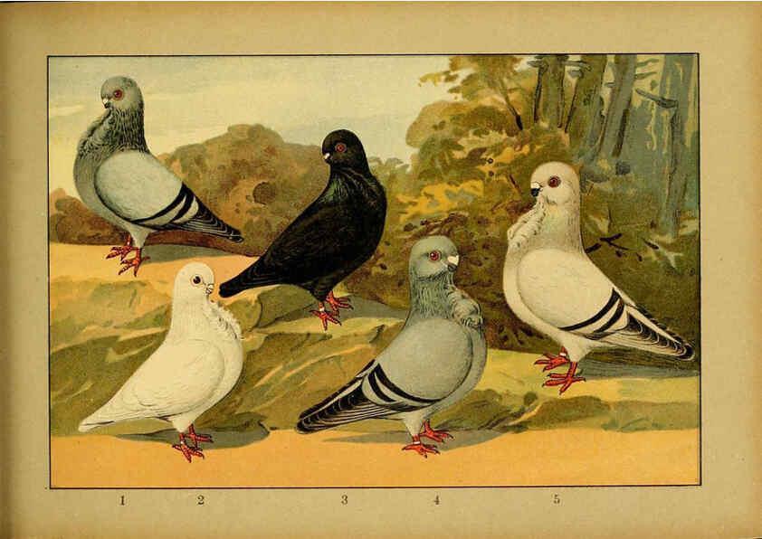 Reproducción/Reproduction 6004681251: Illustriertes Prachtwerk sämtlicher Taubenrassen Würzburg,Königl. Universitätsdruckerei H. Stürtz a.g.[1906?] 