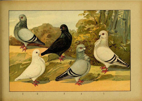 Reproducción/Reproduction 6004681251: Illustriertes Prachtwerk sämtlicher Taubenrassen Würzburg,Königl. Universitätsdruckerei H. Stürtz a.g.[1906?] 