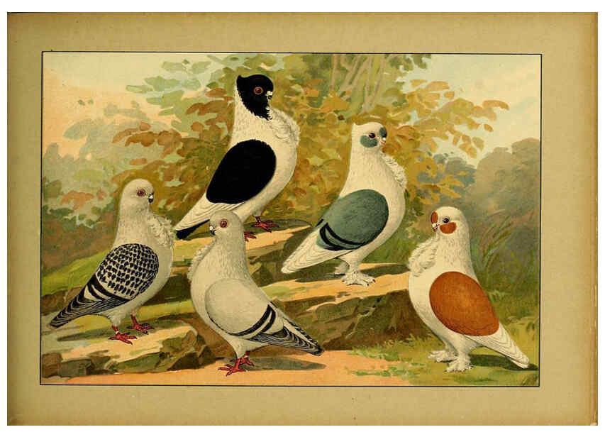 Reproducción/Reproduction 6004681403: Illustriertes Prachtwerk sämtlicher Taubenrassen Würzburg,Königl. Universitätsdruckerei H. Stürtz a.g.[1906?] 