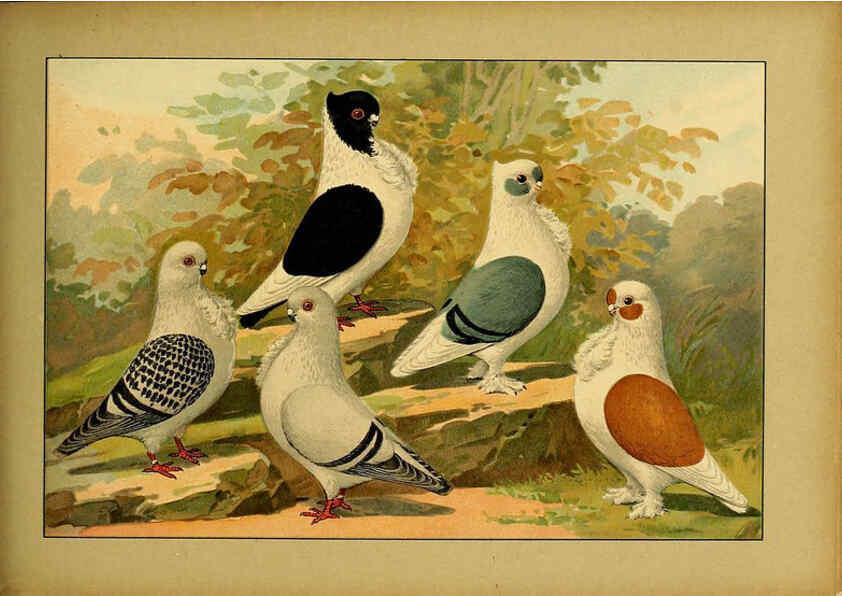 Reproducción/Reproduction 6004681403: Illustriertes Prachtwerk sämtlicher Taubenrassen Würzburg,Königl. Universitätsdruckerei H. Stürtz a.g.[1906?] 