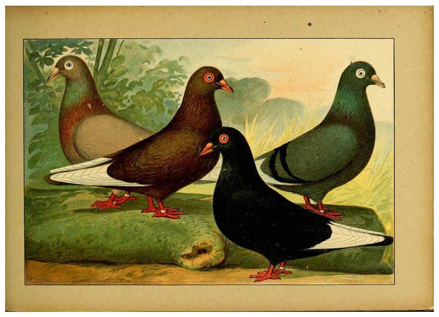 Reproducción/Reproduction 6004681523: Illustriertes Prachtwerk sämtlicher Taubenrassen Würzburg,Königl. Universitätsdruckerei H. Stürtz a.g.[1906?] 
