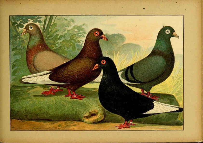 Reproducción/Reproduction 6004681523: Illustriertes Prachtwerk sämtlicher Taubenrassen Würzburg,Königl. Universitätsdruckerei H. Stürtz a.g.[1906?] 