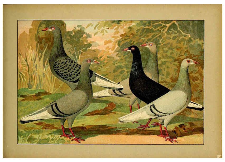 Reproducción/Reproduction 6004681657: Illustriertes Prachtwerk sämtlicher Taubenrassen Würzburg,Königl. Universitätsdruckerei H. Stürtz a.g.[1906?] 