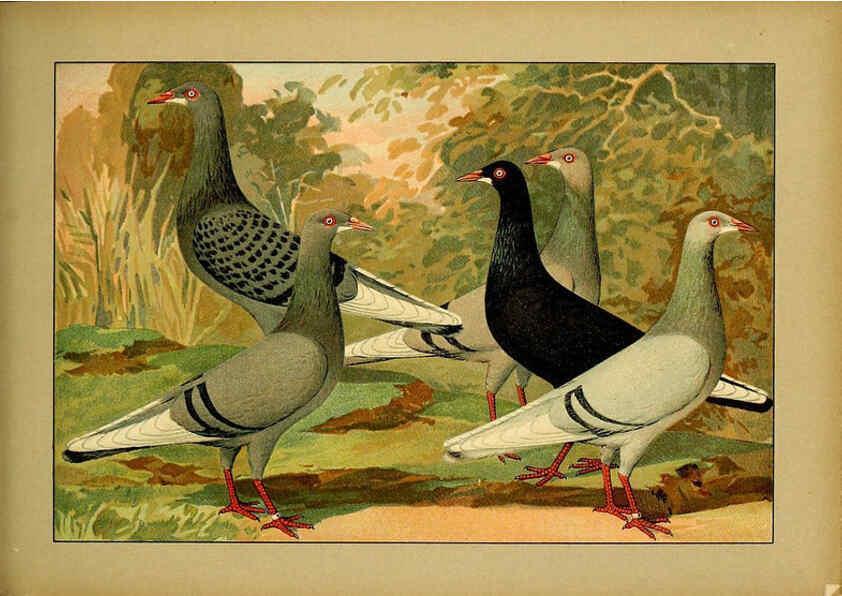Reproducción/Reproduction 6004681657: Illustriertes Prachtwerk sämtlicher Taubenrassen Würzburg,Königl. Universitätsdruckerei H. Stürtz a.g.[1906?] 