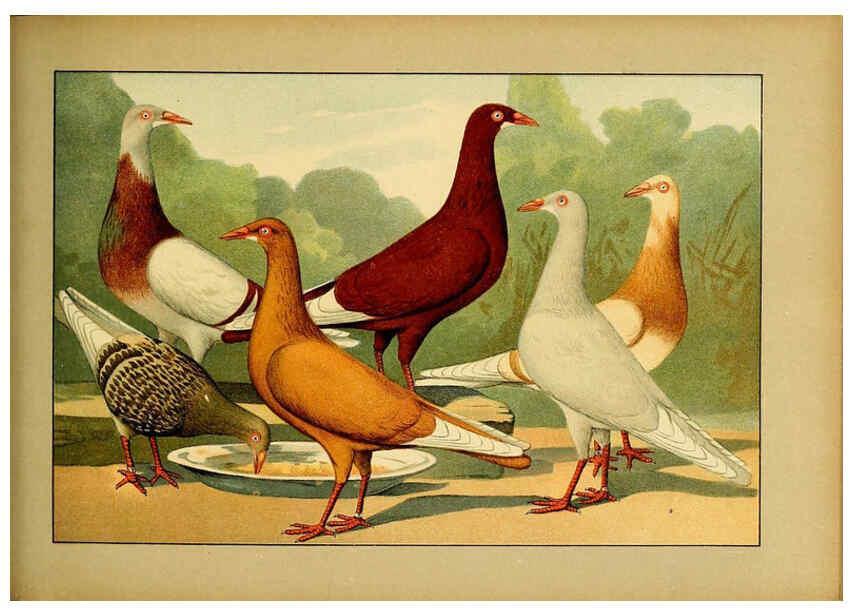 Reproducción/Reproduction 6004681793: Illustriertes Prachtwerk sämtlicher Taubenrassen Würzburg,Königl. Universitätsdruckerei H. Stürtz a.g.[1906?] 