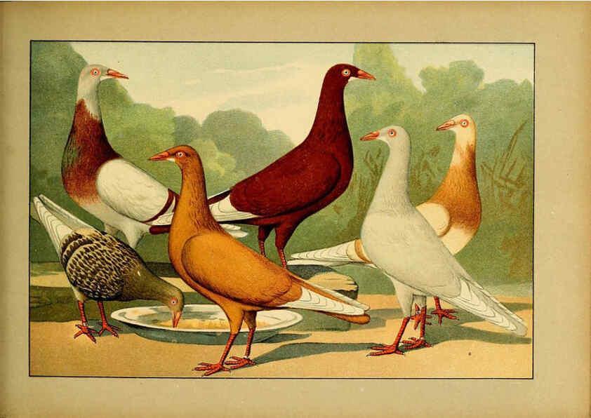 Reproducción/Reproduction 6004681793: Illustriertes Prachtwerk sämtlicher Taubenrassen Würzburg,Königl. Universitätsdruckerei H. Stürtz a.g.[1906?] 