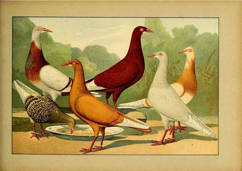 Reproducción/Reproduction 6004681793: Illustriertes Prachtwerk sämtlicher Taubenrassen Würzburg,Königl. Universitätsdruckerei H. Stürtz a.g.[1906?] 