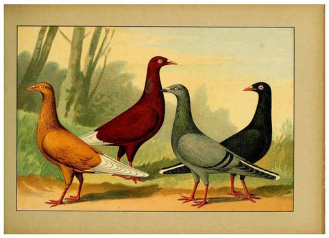 Reproducción/Reproduction 6004681913: Illustriertes Prachtwerk sämtlicher Taubenrassen Würzburg,Königl. Universitätsdruckerei H. Stürtz a.g.[1906?] 