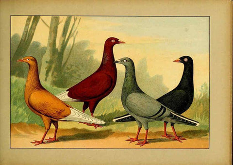 Reproducción/Reproduction 6004681913: Illustriertes Prachtwerk sämtlicher Taubenrassen Würzburg,Königl. Universitätsdruckerei H. Stürtz a.g.[1906?] 