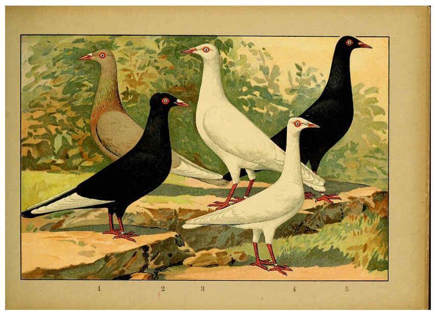 Reproducción/Reproduction 6004682155: Illustriertes Prachtwerk sämtlicher Taubenrassen Würzburg,Königl. Universitätsdruckerei H. Stürtz a.g.[1906?] 