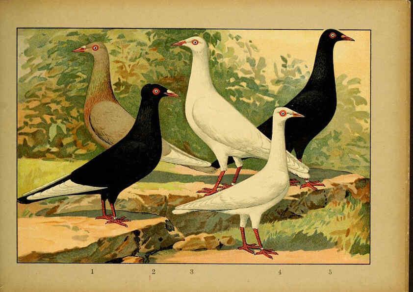 Reproducción/Reproduction 6004682155: Illustriertes Prachtwerk sämtlicher Taubenrassen Würzburg,Königl. Universitätsdruckerei H. Stürtz a.g.[1906?] 