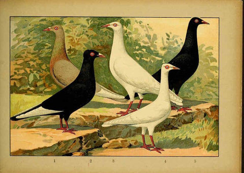 Reproducción/Reproduction 6004682155: Illustriertes Prachtwerk sämtlicher Taubenrassen Würzburg,Königl. Universitätsdruckerei H. Stürtz a.g.[1906?] 