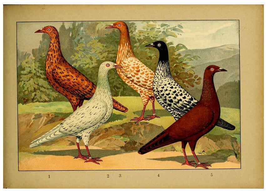 Reproducción/Reproduction 6004682271: Illustriertes Prachtwerk sämtlicher Taubenrassen Würzburg,Königl. Universitätsdruckerei H. Stürtz a.g.[1906?] 