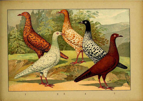 Reproducción/Reproduction 6004682271: Illustriertes Prachtwerk sämtlicher Taubenrassen Würzburg,Königl. Universitätsdruckerei H. Stürtz a.g.[1906?] 