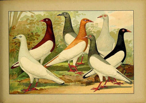 Reproducción/Reproduction 6005228268: Illustriertes Prachtwerk sämtlicher Taubenrassen Würzburg,Königl. Universitätsdruckerei H. Stürtz a.g.[1906?] 