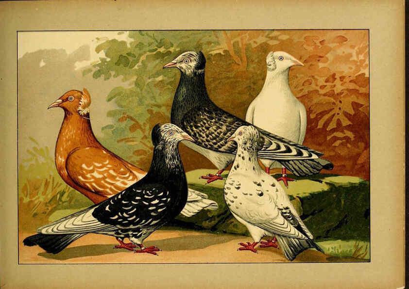 Reproducción/Reproduction 6004682545: Illustriertes Prachtwerk sämtlicher Taubenrassen Würzburg,Königl. Universitätsdruckerei H. Stürtz a.g.[1906?] 