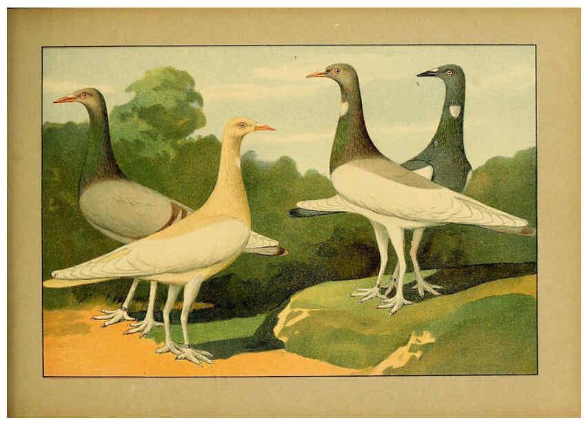 Reproducción/Reproduction 6005228728: Illustriertes Prachtwerk sämtlicher Taubenrassen Würzburg,Königl. Universitätsdruckerei H. Stürtz a.g.[1906?] 