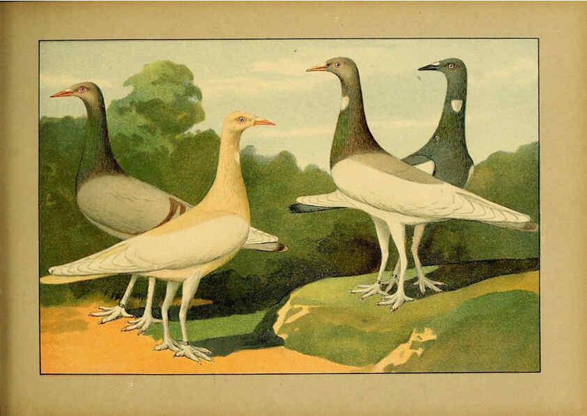 Reproducción/Reproduction 6005228728: Illustriertes Prachtwerk sämtlicher Taubenrassen Würzburg,Königl. Universitätsdruckerei H. Stürtz a.g.[1906?] 